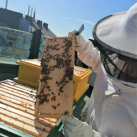 bienenBMK4