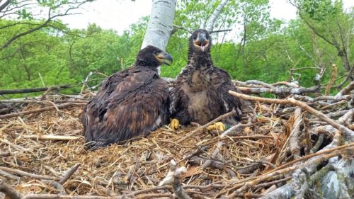  
				Junge Seeadler in Marchegg 2021, © Stefan Knöpfer
				