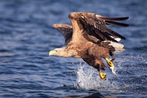  
				© Jari Peltomäki / Birdphoto.fi
				