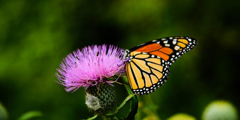 Schmetterling auf Blume