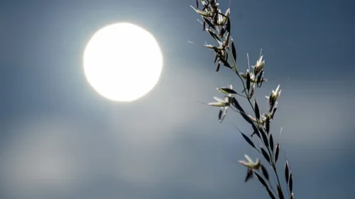 Kornähre vor sengender Sonne